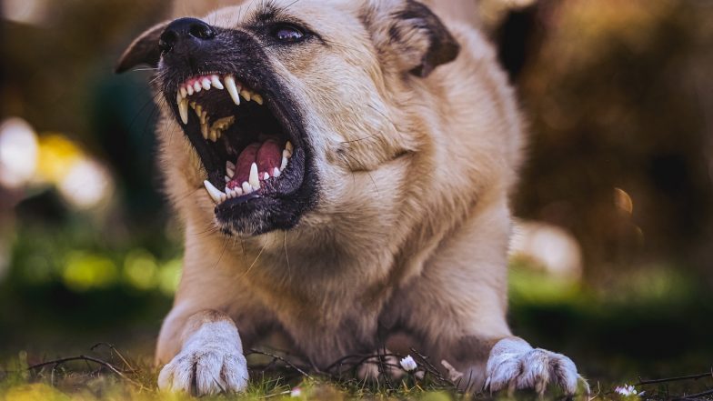 Dog Attack in Kerala: भटक्या कुत्रा चावल्याने आठ वर्षाच्या मुलाचा मृत्यू, केरळ येथील घटना