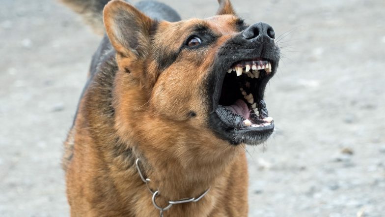 Pune Dog Attack Video: पुण्याच्या हांडेवाडीत भटक्या कुत्र्यांचा चिमुरड्या वर हल्ला, व्हिडिओ व्हायरल