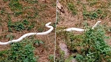 White Snake in Himachal Pradesh Video: चंबा जिल्ह्यात आढळला दुर्मिळ पांढऱ्या रंगाचा अल्बिनो साप; व्हिडिओ व्हायरल (Watch)