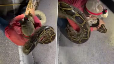 Python Viral Video: अवघ्या 22 वर्षाच्या मुलाने पकडला 19 फूट लांबीचा अजगर; पाहा अंगावर काटा आणणारा व्हिडिओ (Watch)