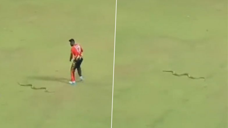 Snake On Cricket Ground: लाइव्ह मॅचमध्ये मैदानात आला साप, खेळाडूंची काय अवस्था झाली पहा व्हायरल व्हिडिओ...