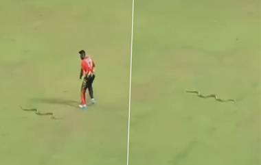 Snake On Cricket Ground: लाइव्ह मॅचमध्ये मैदानात आला साप, खेळाडूंची काय अवस्था झाली पहा व्हायरल व्हिडिओ...