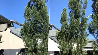 Viral Video: घराच्या छतावर दिसला 16 फुट लांबीचा अजगर, अंगाला काटा आणणारा व्हिडिओ व्हायरल