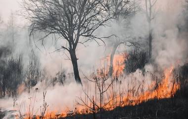 Hawai Wildfire: अमेरिकेच्या हवाई प्रांतात वणव्याचा कहर, आगीमुळे आतापर्यंत 67 लोकांचा मृत्यू