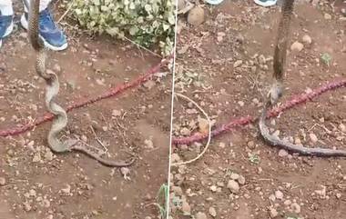 Cobra Eating Cobra Video: दुर्मिळ घटनेचा व्हिडिओ व्हायरल, कोब्रानेच गिळला कोब्रा (Watch video)