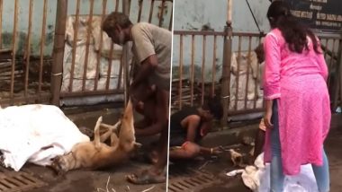 Mumbai Shocker: धक्कादायक! जोगेश्वरी परिसरात मांसाच्या व्यापारासाठी गोण्यांमध्ये बांधून नेणाऱ्या भटक्या कुत्र्यांची सुटका; Watch Video