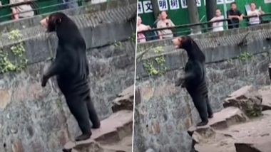 Bear Standing On His Two Feet Like A Man Viral Video: चीन मधील प्राणीसंग्रालयातील तो वायरल फोटो माणसाचा नव्हे अस्वलाचाच; पहा स्पष्टीकरण