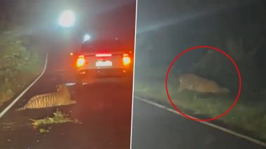 Gondia Shocker: रात्रच्या वेळी कारच्या धडकेत वाघ गंभीर जखमी, उपचाराला नेताना मृत्यू; व्हिडिओ व्हायरल