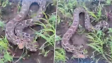 Python Danger Video: सुरत मध्ये शेतात दिसला अजगर; प्रसंगावधान राखत केली सुटका