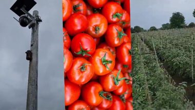 Tomato Theft: टोमॅटोची चोरी रोखण्यासाठी औरंगाबाद येथील शेतकऱ्याने शेतात बसवले सीसीटीव्ही कॅमेरे; व्हिडिओ व्हायरल (Watch)