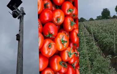 Tomato Theft: टोमॅटोची चोरी रोखण्यासाठी औरंगाबाद येथील शेतकऱ्याने शेतात बसवले सीसीटीव्ही कॅमेरे; व्हिडिओ व्हायरल (Watch)