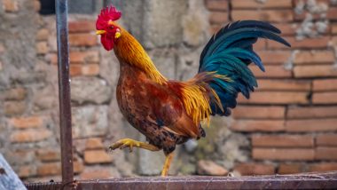 Desi kombda Video: देशी कोंबडा चिडला, घाबरलेला तरुण पळतच सुटला