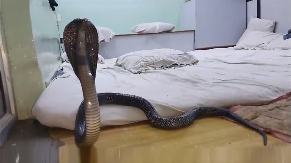 King Cobra Video: अरे बापरे! उशीखाली लपला किंग कोब्रा, घटा कॅमेऱ्यात कैद; पाहा व्हिडिओ