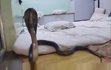 King Cobra Video: अरे बापरे! उशीखाली लपला किंग कोब्रा, घटा कॅमेऱ्यात कैद; पाहा व्हिडिओ