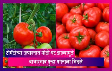 Tomato Price Hike: टोमॅटोचे भाव पुन्हा गगनाला भिडले, सर्वसामान्यांच्या खिशाला कात्री