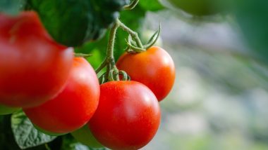 Tomato Price: टोमॅटोच्या किंमतीत घसरण झाल्याने सर्वसामान्यांना मोठा दिलासा
