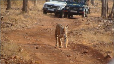 Tadoba Tiger Reserve Online Booking: ताडोबा व्याघ्र प्रकल्पाचे ऑनलाइन बुकिंग अनिश्चित काळासाठी स्थगित; कोट्यावधी रुपयांचा भ्रष्टाचाराचा आरोप