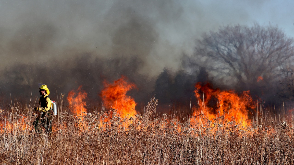 Hawaii Wildfire: हवाई जंगल वणवा, मृतांची संख्या 53 वर पोहोचली