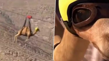 Camel Ziplining Video: उंटाच्या झीपलाईन व्हिडिओ ची सोशल मीडीयात चर्चा