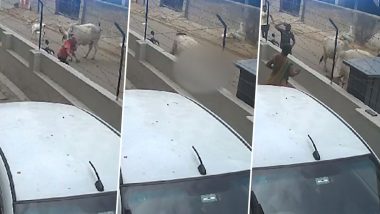 Stray Cattle Menace in Ahmedabad: अहमदाबाद मध्ये महिलेवर भटक्या गुरांचा जीवघेणा हल्ला (Watch Video)
