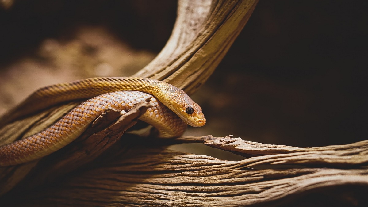 Snake Video: जिप्सी चालकाच्या शर्टात लपून बसला होता साप, व्हिडिओ पाहून थरकाप  उडेल