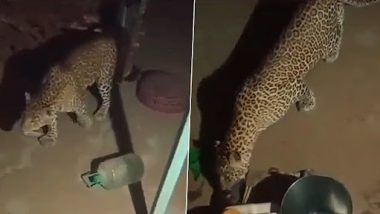 Viral Video- Leopard Grabbing Chicken: ठाण्यातील घोडबंदर रोड येथे आढळला बिबट्या; कोंबडीला घेऊन पळाला (Watch)