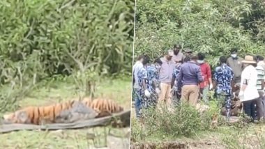 Tamil Nadu: निलगिरीमध्ये दोन वाघिणीची संशयास्पद मृत्यू , तपास सुरू (Watch Video)