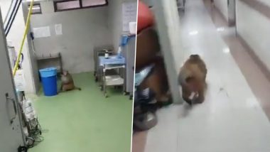 Viral Video:  हॉस्पिटलच्या ऑपरेशन थिएटरमध्ये घुसलं माकड, सोशल मीडियावर व्हिडिओ तुफान व्हायरल