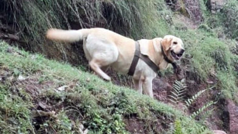 Kent- Indian Army's Dog Dies in Encounter: दहशतवाद्याच्या गोळीबारात भारतीय सेना दलातील श्वानाचा मृत्यू