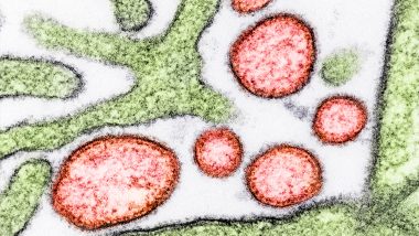 Nipah Virus In Kerala: केरळमध्ये आणखी एका व्यक्तीला निपाह व्हायरसची लागण, देशातील एकूण रुग्णांची संख्या पोहोचली 5 वर; अलर्ट जारी