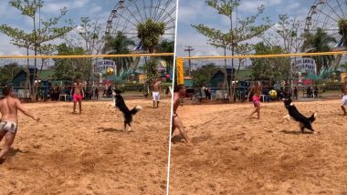 Dog Playing Football: कुत्रा मालकासोबत खेळत आहे फुटबऑल, जबरदस्त व्हिडिओ व्हायरल