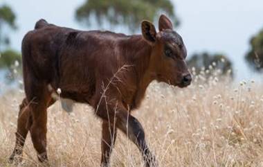 Bestiality Horror in Jharkhand: झारखंडमध्ये माणूसकीला काळीमा फासणारी घटना! बांग्लादेशी व्यक्तीने वासराशी केला अनैसर्गिक संभोग, गुन्हा दाखल