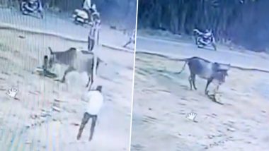 Bull Attack In Gujarat: संतापलेल्या बैलाने तरुणावर केला जीवघेणा हल्ला, गुजरात येथील घटना; दृश्य कॅमेरात कैद