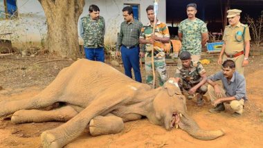 TamilNadu: देशी बॉम्ब तोंडात फुटला, हत्तीचा उपासमारीने मृत्यू