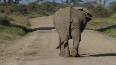 Elephants Killed By Rare Bacteria: दुर्मिळ बॅक्टेरियाची लागण, बोत्सवाना आणि झिम्बाब्वेमध्ये 350 हत्तींचा मृत्यू; संशोधकांचा दावा