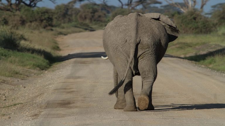 Elephant Attack in Odisha: ओडिशात ऑन-ड्युटी फॉरेस्ट रेंजरचा जंगली हत्तीच्या हल्ल्यात मृत्यू