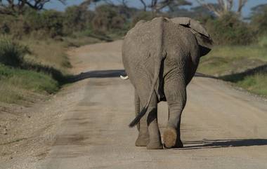 AI Track Elephant Movements: हत्तींच्या हालचाली टिपण्यासाठी Artificial Intelligence चा वापर;  तामिळनाडू वन विभागाची माहिती