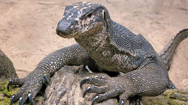 Monitor Lizard in Thane: ठाण्याच्या वागळे इस्टेट भागात आढळली घोरपड; काही काळ स्थानिकांमध्ये भीतीचं वातावरण