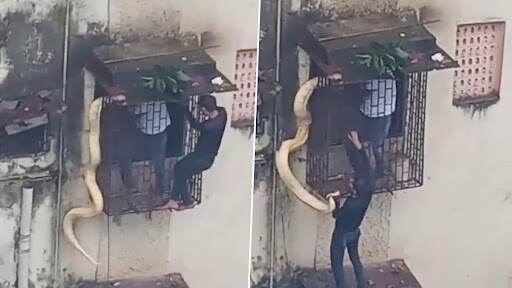 Python Found in Thane? दोन व्यक्तींचा खिडकीला लटकणाऱ्या महाकाय सापाची सुटका करण्याचा प्रयत्न; व्हिडिओ व्हायरल, जाणून घ्या काय घडले पुढे (Watch)