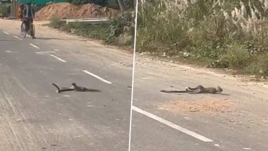 Snake vs Mongoose Fight Video: युपीत रस्त्याच्या मधोमध मुंगूस आणि कोब्रा यांच्यात मारामारी, पाहा व्हिडिओ