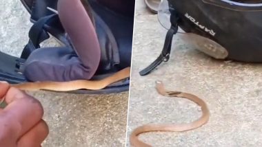 Snake Inside Helmet Video: हेल्मेटमध्ये सापडला कोब्रा, केरळ येथील घटना, व्हिडिओ व्हायरल