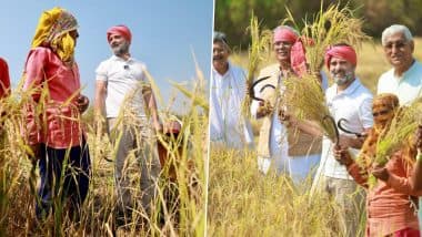 Rahul Gandhi Farm Video: छत्तीसगड दौऱ्यादरम्यान राहुल गांधींनी डोक्याला रुमाल बांधून केली भात कापणी, पहा व्हिडिओ
