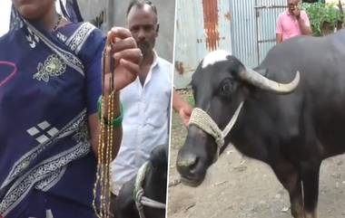 Mangalsutra Swallowed By Buffalo: म्हशीने गिळलं 25 ग्रॅम किमतीचं मंगळसूत्र; 2 तासांच्या शस्त्रक्रियेनंतर मिळवलं परत, Watch Video