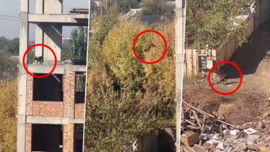 OMG! कुत्र्याने मारली बांधकामाधीन इमारतीच्या 5व्या मजल्यावरून उडी, व्हिडिओ पाहून तुम्हीही म्हणालं व्वा!! Watch Viral Video