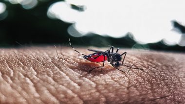 Dengue Outbreak In Yavatmal: यवतमाळ जिल्ह्यात डेंग्यू आजाराचा फैला, 15 दिवस शाळांना सुट्टी