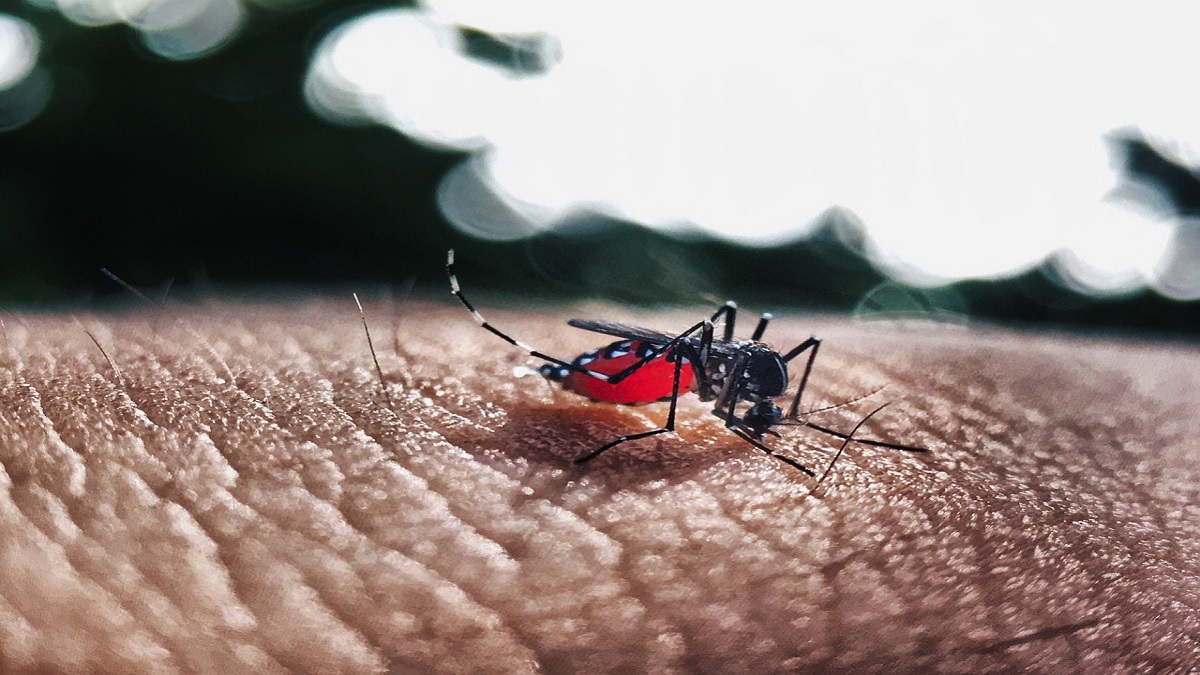 Thane School Dengue Outbreak: ठाणे येथील शाळेत डेंग्यू आजाराचा प्रादुर्भाव; 45 हून अधिक विद्यार्थी आणि शिक्षकांना संसर्ग