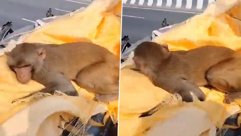 Human-Animal Bond: वृद्धाच्या मृत्यूनंतर माकड मृतदेहाला बिलगून रडले; 35 किलोमीटर प्रवास करून अंत्यसंस्कारामध्ये सामील झाले (Viral Video)