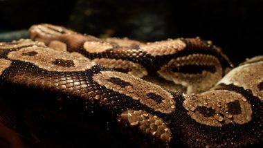 Python Illegal Handling: अजगर बेकायदेशीपणे हाताळणे महागात, भायखळा येथून एकास अटक
