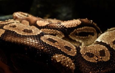 Python Swallows Woman in Indonesia: इंडोनेशियामध्ये 16 फुट महाकाय अजगराने महिलेला पूर्णपणे गिळंकृत केले; पोटात आढळला मृतदेह