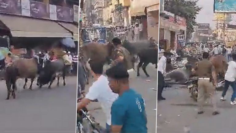 Uttar Pradesh Viral video: भररस्त्यात दोन बैलांची झुंज, घटनेत लोक जखमी, घटनेचा व्हिडिओ व्हायरल